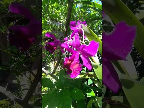 Beautiful Cattleya Flower