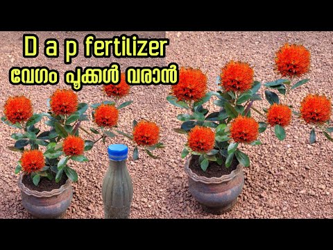 D A P fertilizer ദിവസങ്ങൾ കൊണ്ട് പൂക്കൾ നിറയാൻ# Kerala gardening ideas for home Malayalam