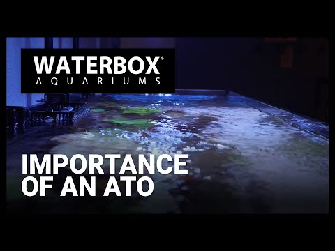 An ATO system is vital to maintaining a stable saltwater aquarium.