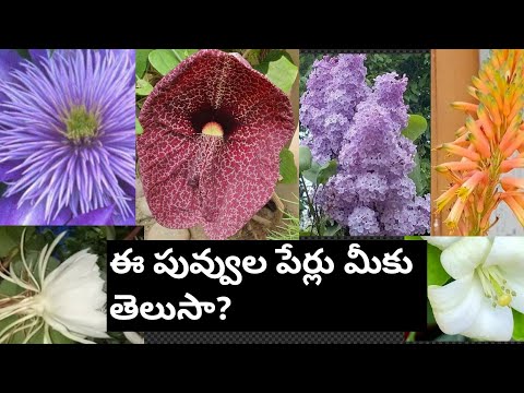 Flowers names english and Telugu video 2/Telugudanam by Divyavarma/పువ్వులు పేరు