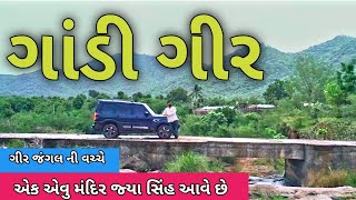 ગીર જંગલ ની વચો વચ એક એવુ મંદિર જ્યા સીંહ આવે છે | Gir Jungle | Lion Of Gir | Sasan Gir | Daily Vlog