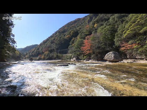 【４K】愛知の紅葉　板敷川（愛知県新城市）2024年12月４日撮影