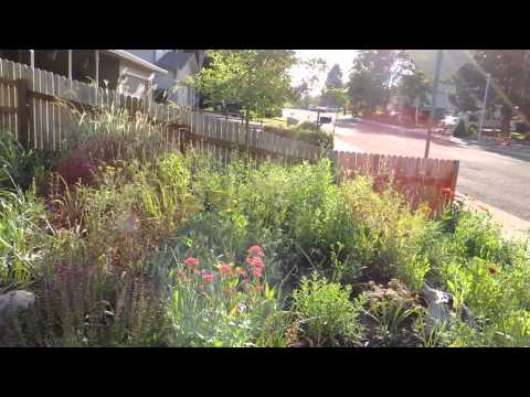 My Colorado Xeric Garden