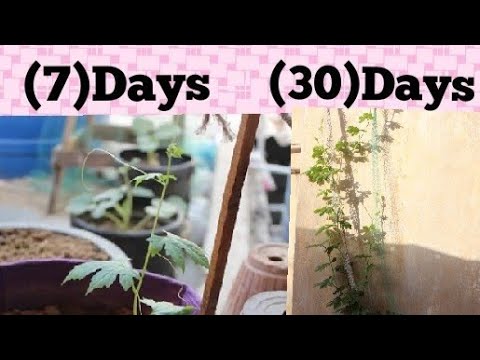 How to Grow Bitter Gourd / Karela plant in grow bag || update of 30 days