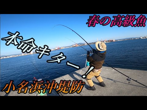 本命のアタリが！竿がぶち曲がる！キター！【小名浜沖堤防】