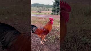 …part 2 of video from yesterday #cutefarmanimals #funnyanimal #petchickens #rooster #crow