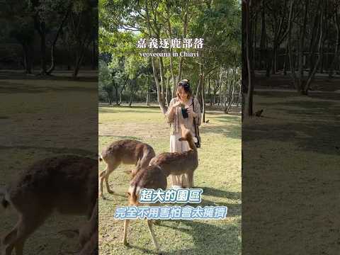 可樂旅遊｜嘉義隱藏景點就在這！可以餵梅花鹿🦌體驗傳統射箭🏹欣賞鄒族文化表演✨