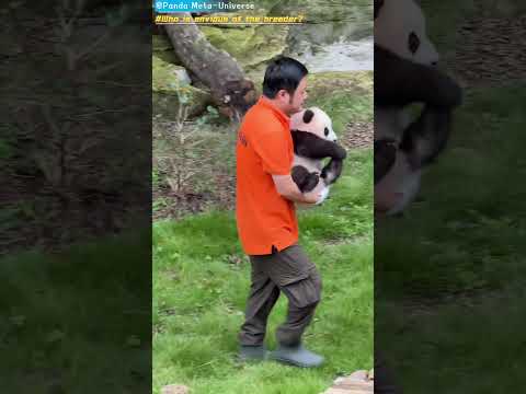 是谁羡慕饲养员了 Who is envious of the breeder? #panda #cute #funny #redpanda #giantpanda