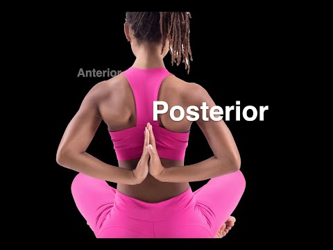 Anterior and Posterior