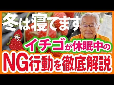 家庭菜園や農園で休眠中のイチゴ栽培！休眠のメカニズムと休眠中のNG行動を徹底解説！【農園ライフ】