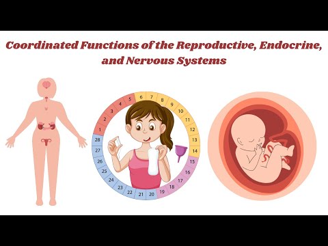 Coordinated Functions of the Reproductive, Endocrine, and Nervous Systems | Animation