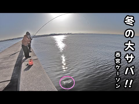 【西宮ケーソン】真冬にSABA!! 大サバ!! 近い!!【エビ撒き釣り】