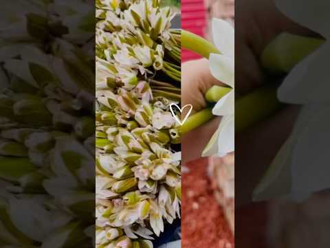 শাপলা ফুল🪷#shapla #flowers #viralvideo