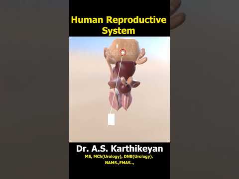 Male Reproductive System in english