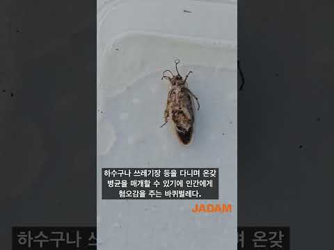 Cockroach Control: Carriers of Bacteria 세균 매개체 역할하는 바퀴벌레 퇴치  #jadam