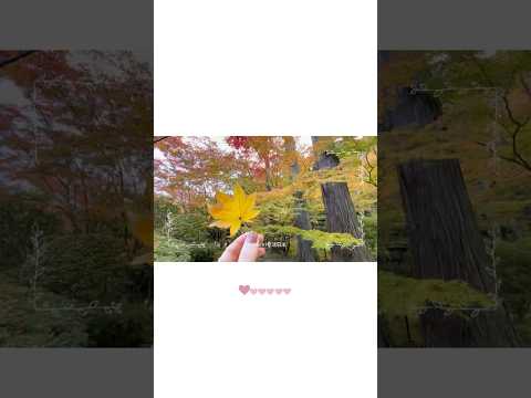 Preview::仙台2泊3日小旅行🧳🍁 每天實在太多事要做，影片趕不上本週更新，只好先出個小preview🥹part①影片🔗在說明欄💬感謝收看💛