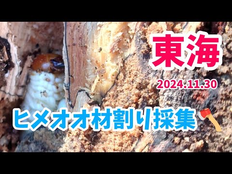 【昆虫採集】ヒメオオクワガタ 材割り採集 2024.11.30［ヒメオオ、アカアシ、ミヤマ、クワガタ］