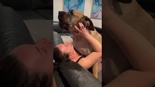 Big Boerboel loves Mumma’s Singing #boerboel #shortsbeta #shorts