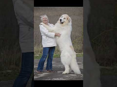 Great Pyrenees Dog Information with price,#dogpricelist #doginformation #dog