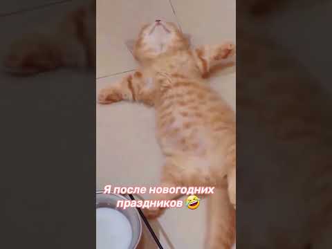 Я после новогодних праздников 🤣