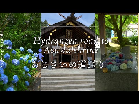 🇯🇵Walking tour hydrangea road to Asuwa shrine あじさいの道通りから足羽神社 散策[4KHDR]