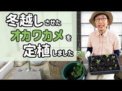 冬越しさせたオカワカメを定植しました