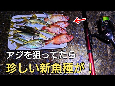 夜釣りでアジが入れ食いの状況で珍しくて美味しい新魚種の魚が！使った仕掛けの紹介も