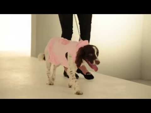 Strike-A-Paws 2014 - Wag-A-Tude Pink Blinged Bow Hoodie Dress