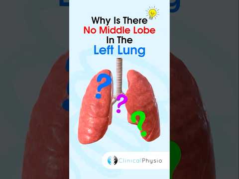 Left Lung Anatomy #physiotherapy #physicaltherapy #anatomy #lung