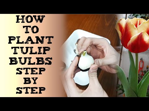 how to plant tulip 如何种郁金香 टुलिप के बल्ब लगाने का आसान तरीका Cómo PLANTAR BULBOS de TULIPANES