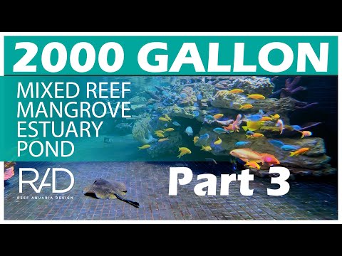 2000 GALLON MIXED REEF MANGROVE ESTUARY POND IN MIAMI BEACH BY REEF AQUARIA DESIGN. PART 3.