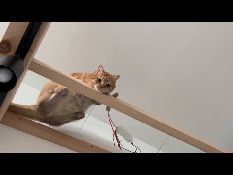 【ねこ動画】キャットウォーク ５にゃんず との昼下がり