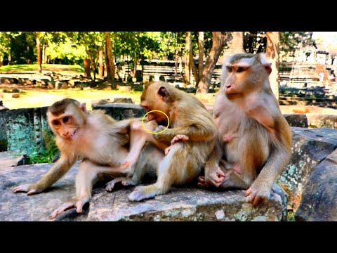 Monkey Rainbow is still Jealous and Pushing Little Monkey LEO away from Mom Libby.