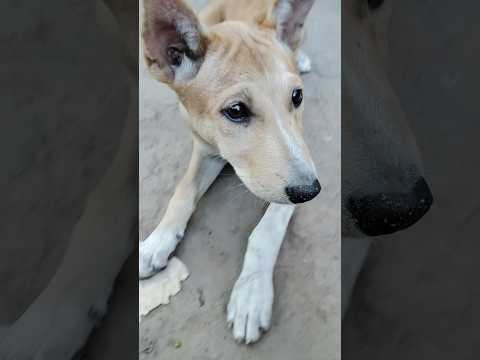 cute street dog help #dog