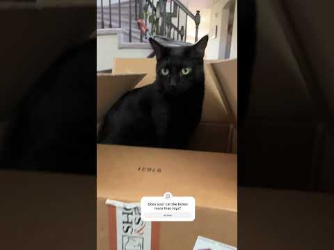 Why Cats Like Boxes | Two Crazy Cat Ladies #cats #cat #catbehavior