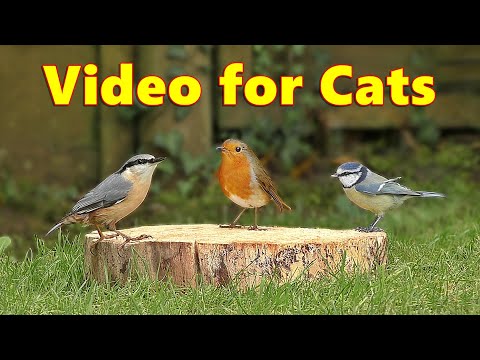 Birds for Cats to Watch ~ Adorable Cat TV  ⭐ 8 HOURS ⭐