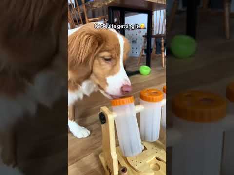 Install the interactive toy for your puppies