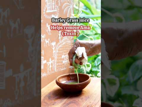 Barley Grass Juice benefits/Powerful Detox Juice #shorts