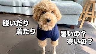 【セルフトリミング】羊カットに四苦八苦。トイプードルが服を2枚着てるみたい。