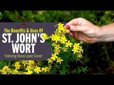 The Benefits & Uses of St. John's Wort | Featuring Shana Lipner Grover