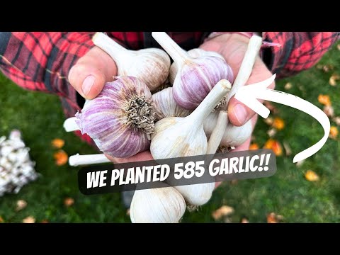 Planting 585 GARLIC! | Building A New Homestead