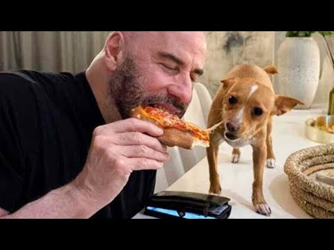 20 minutos sobre PERROS que te harán REÍR a más no poder