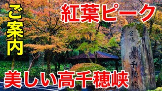 【高千穂】紅葉ピークの高千穂峡をご案内！近年にない美しさ！！