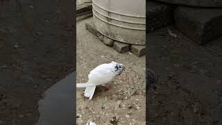 #dove #pigeonpose #tauben #paloma #pigeonphotography #photography #racingpigeons