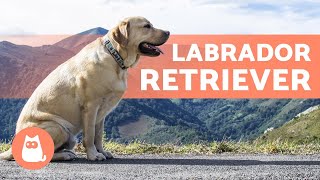 LABRADOR RETRIEVER - ALL About This Popular Breed