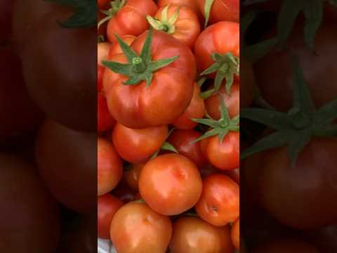 Harvesting Massive Tomatoes #youtubeshorts #organicgardening