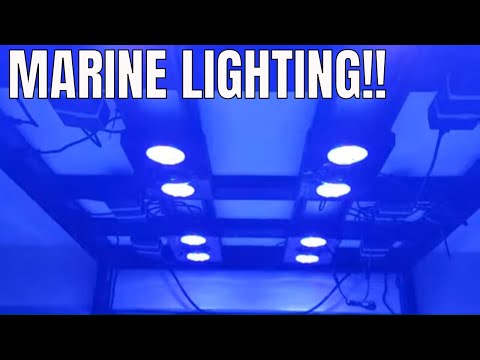 Marine aquarium lighting schedule