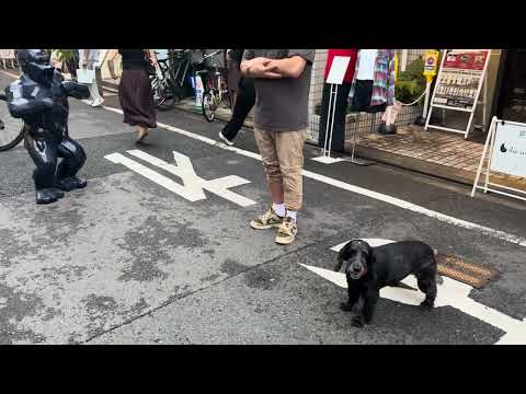 Dog disses statue