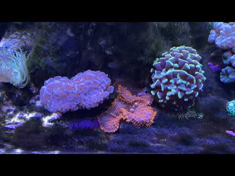 Tony Nguyen: Reef Tank Update (Algae Outbreak) Crazy GHA