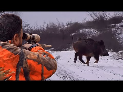 Ultimate BOAR HUNT Adventure in WINTER, EPIC Rifle Shots at Wild HOGS #hunting #wildlife